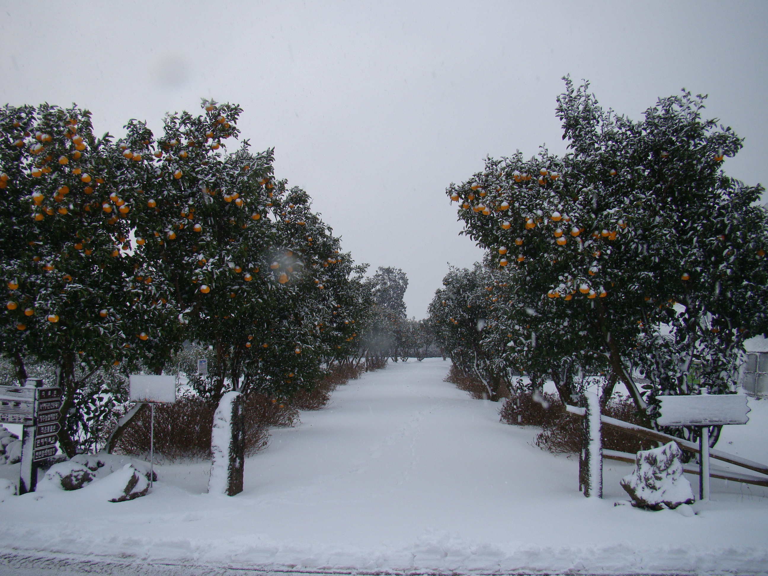 서귀포농업기술센터 겨울사진입니다. 서귀포에도 이렇게 눈이 내리네요!!!